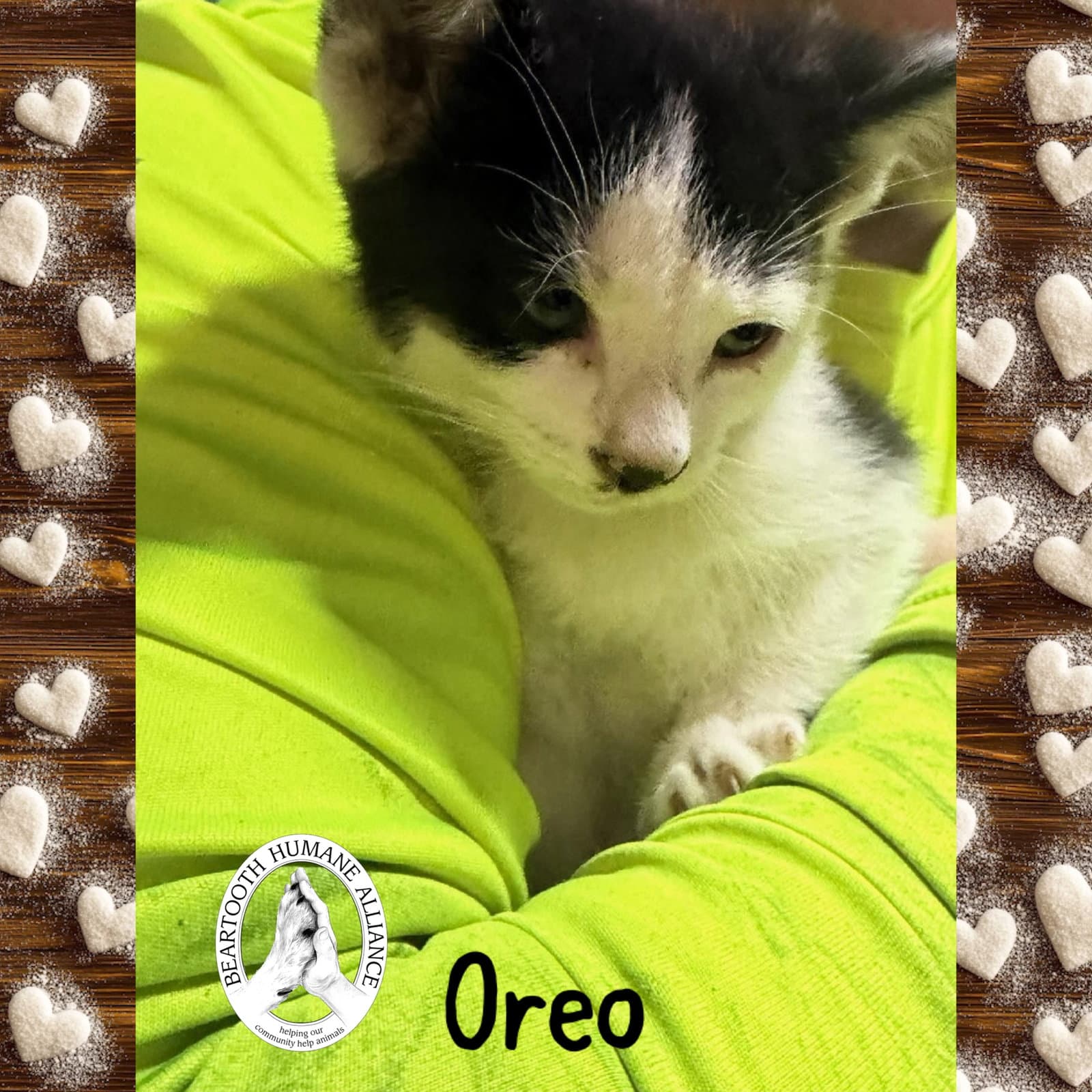 Oreo - Domestic Short Hair