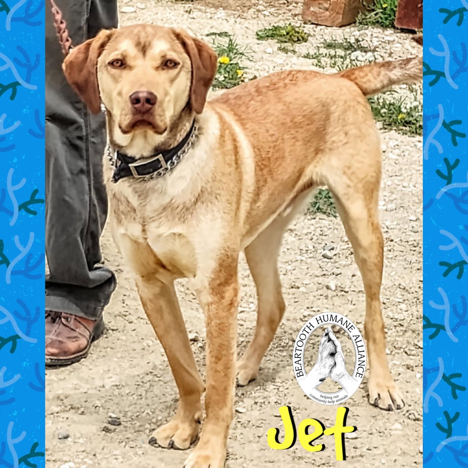 Jet - Vizsla