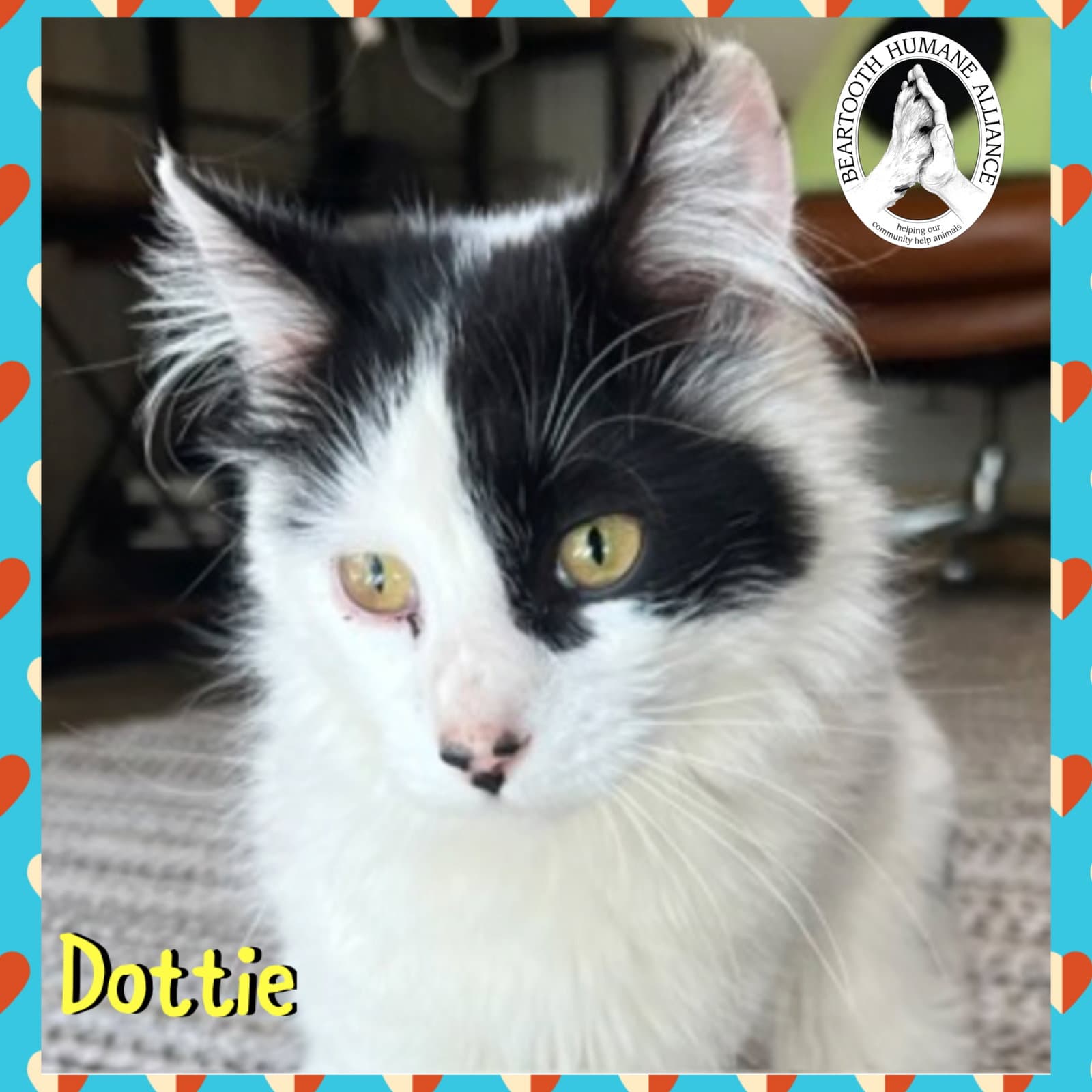 Dottie - Domestic Medium Hair