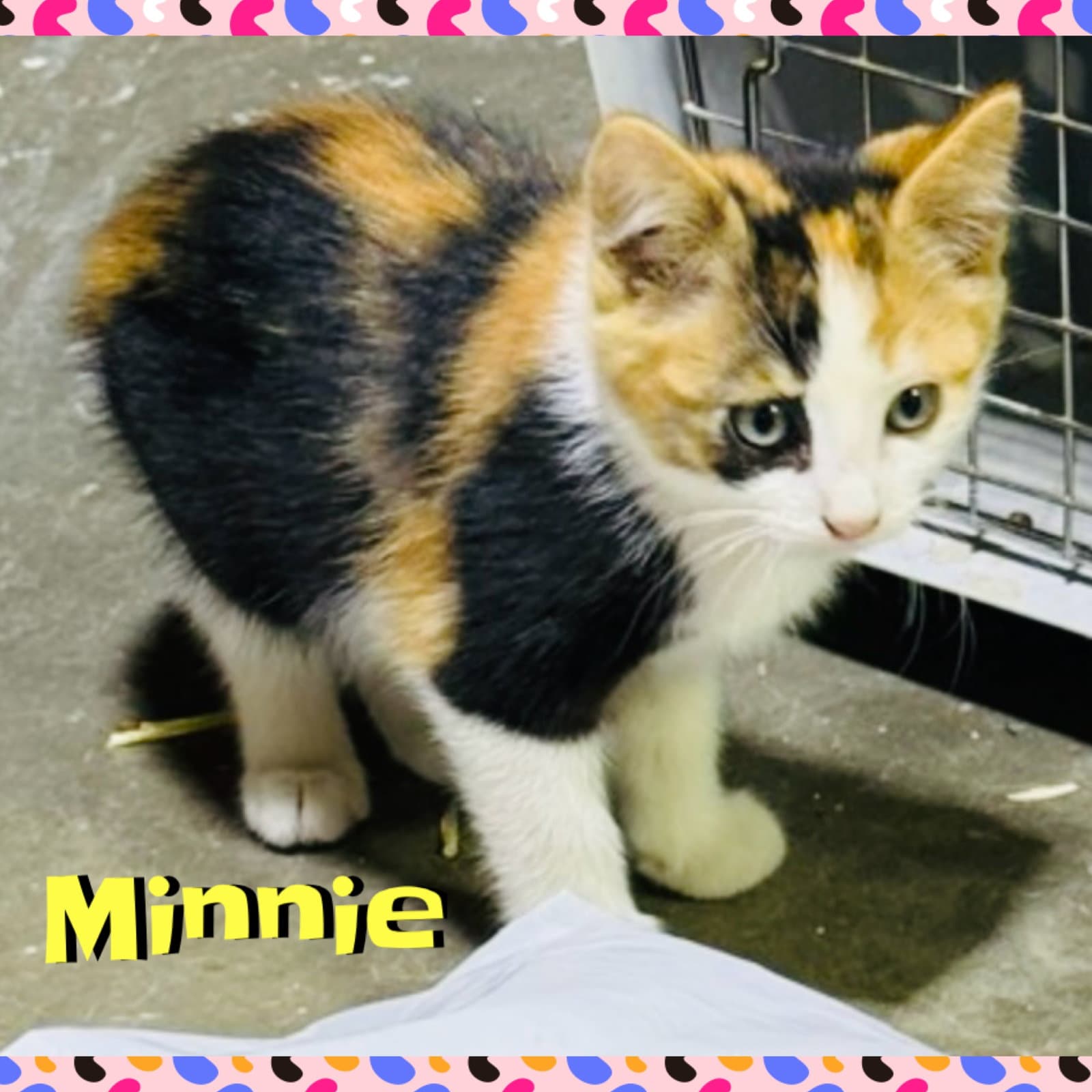 Minnie - Domestic Medium Hair
