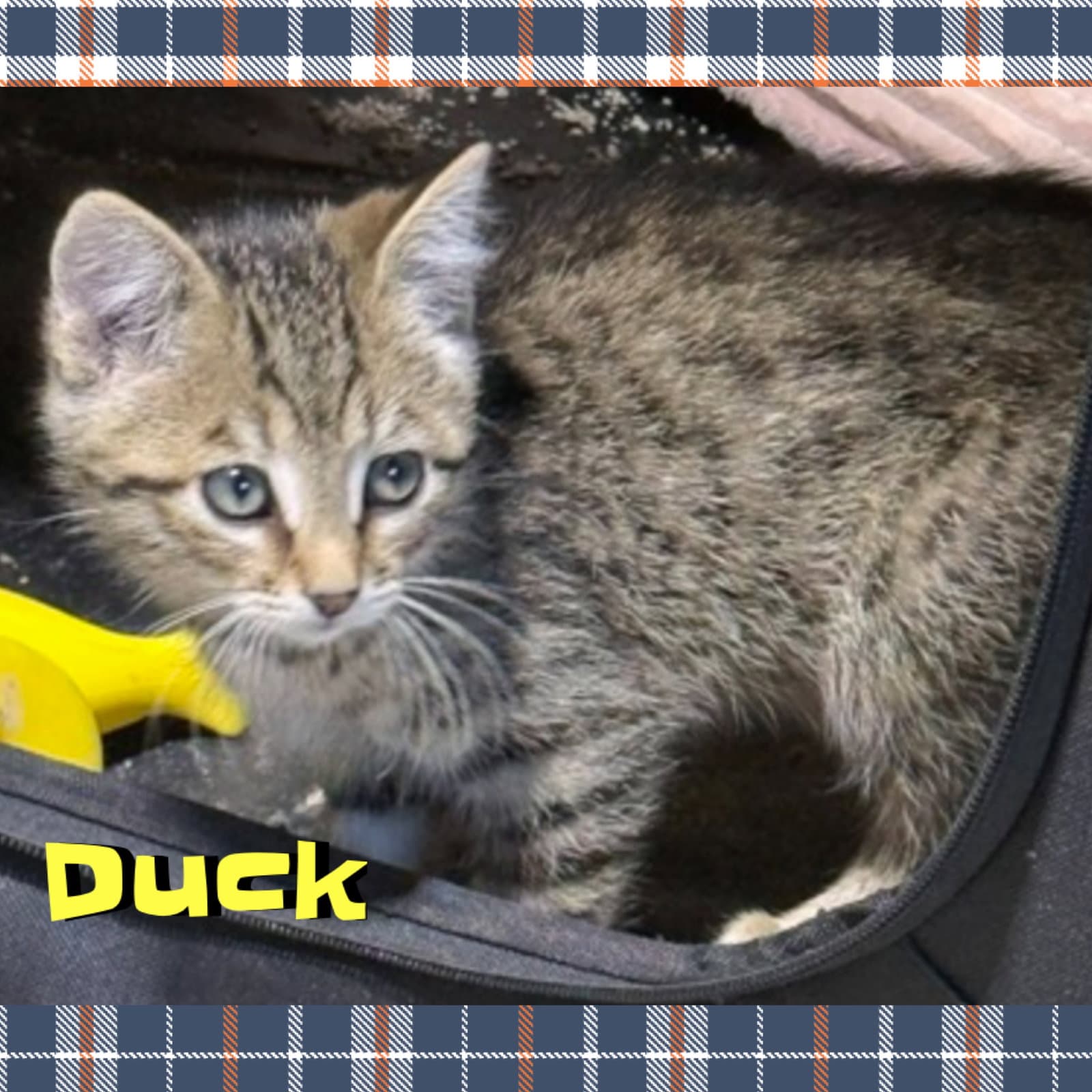 Duck - Domestic Medium Hair