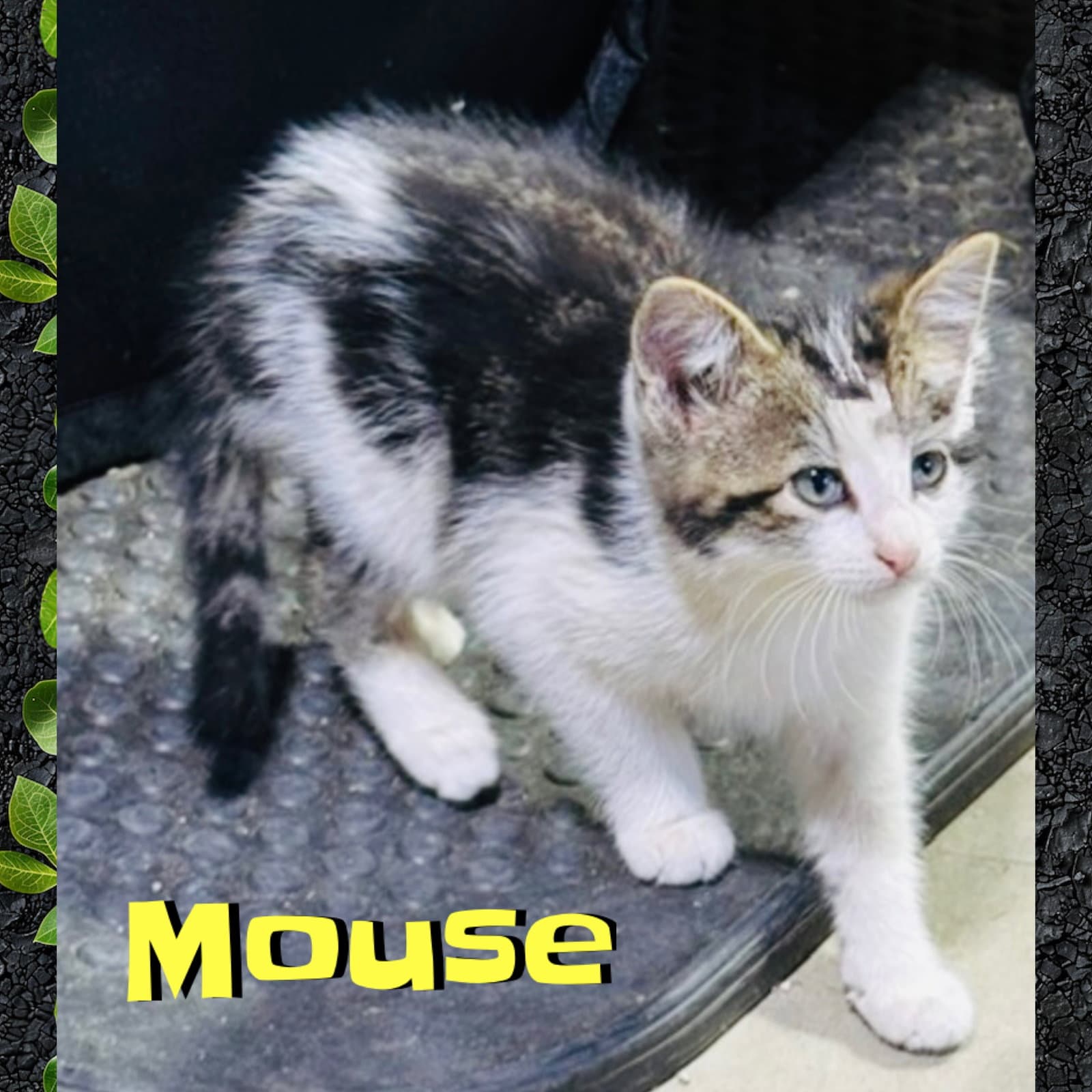 Mouse - Domestic Medium Hair