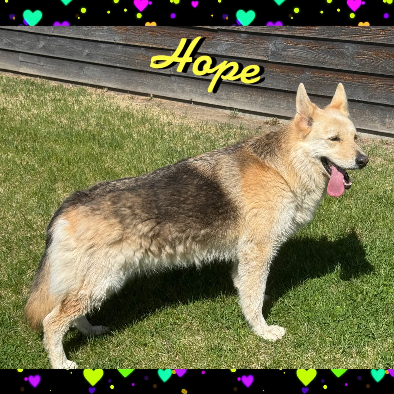 Hope - German Shepherd Dog