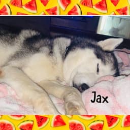 Jax image 2