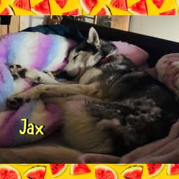 Jax image 3
