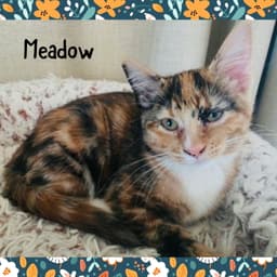 Meadow image 1