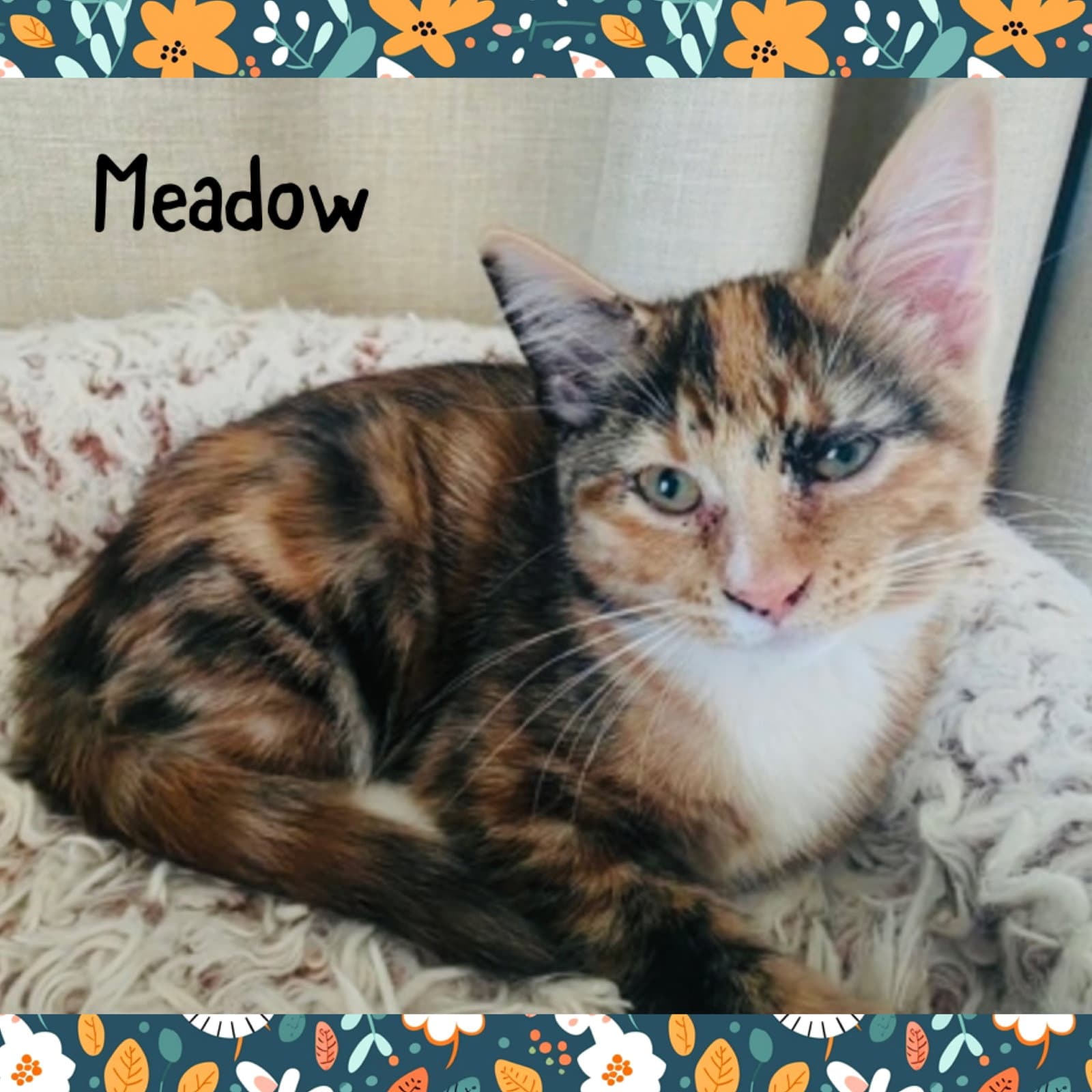 Meadow - Domestic Short Hair