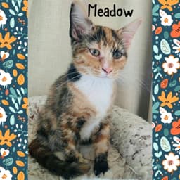 Meadow image 2