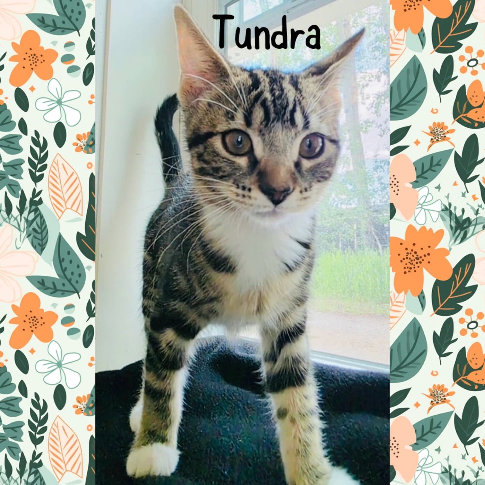 Tundra - Domestic Short Hair