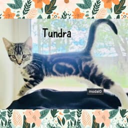 Tundra image 2