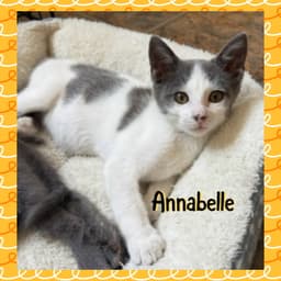 Anabelle image 1
