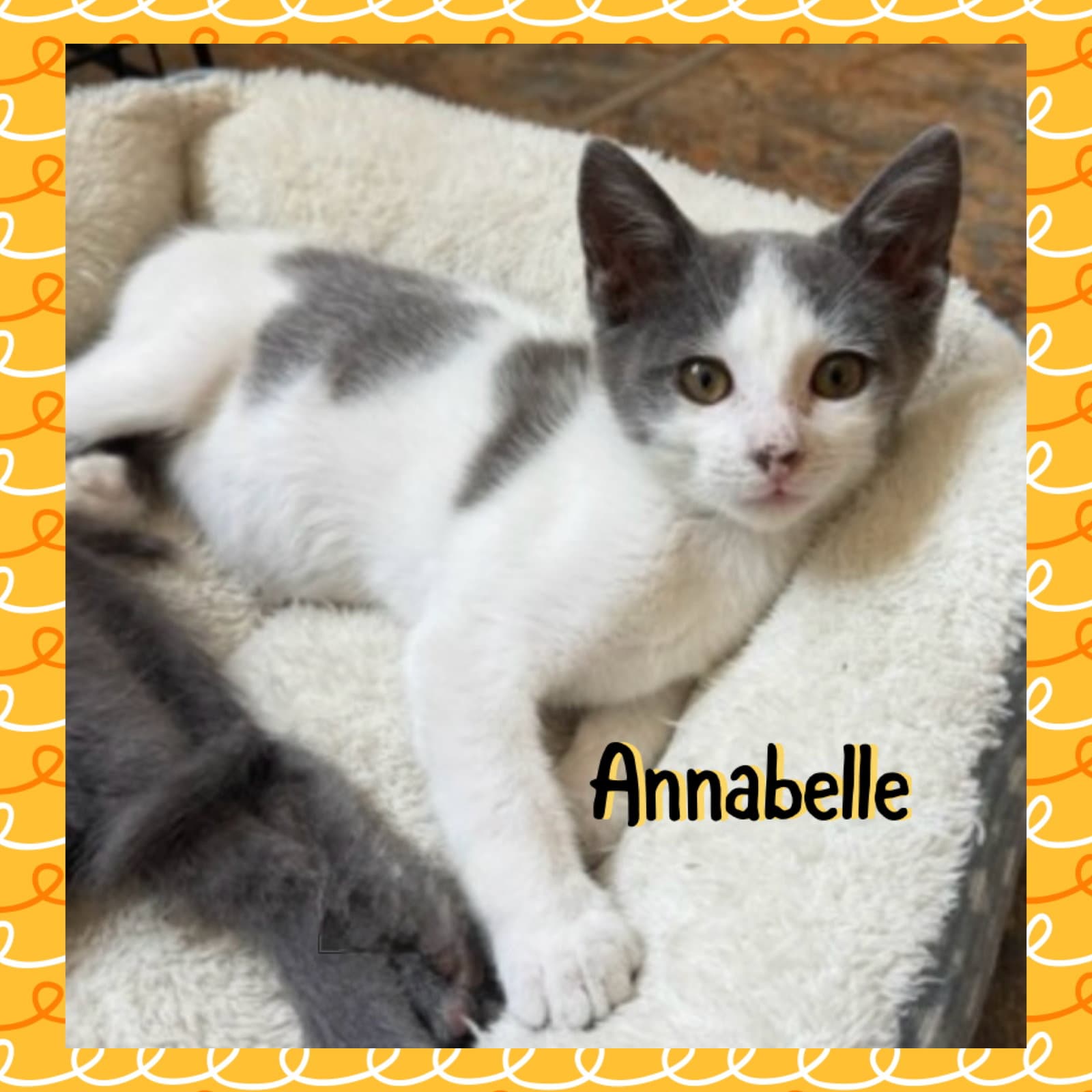 Anabelle - Domestic Short Hair