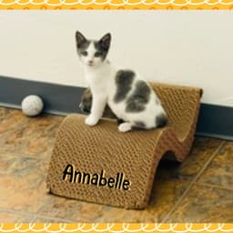 Anabelle image 2