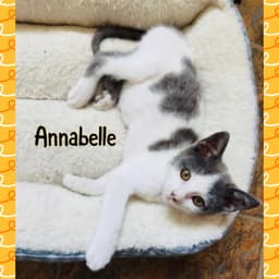 Anabelle image 4