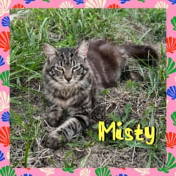Misty image 1