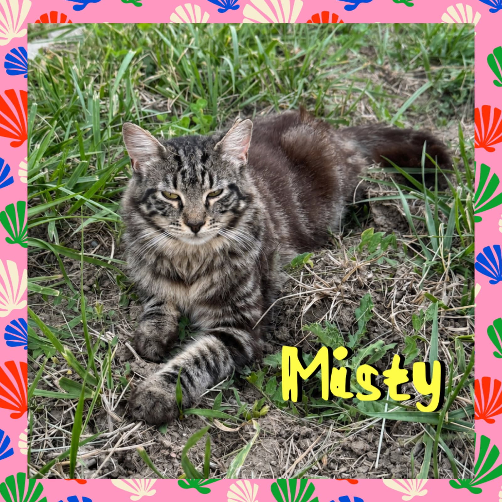 Misty - Domestic Long Hair