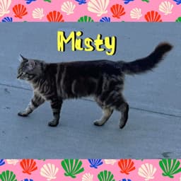Misty image 3