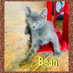 Bean image 1