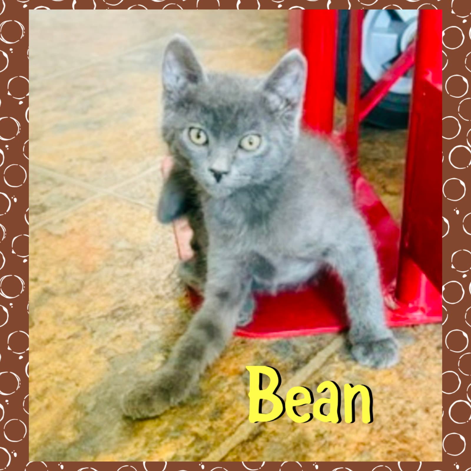 Bean - Domestic Short Hair