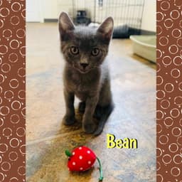 Bean image 2