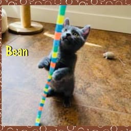 Bean image 3