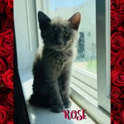Rose image 1