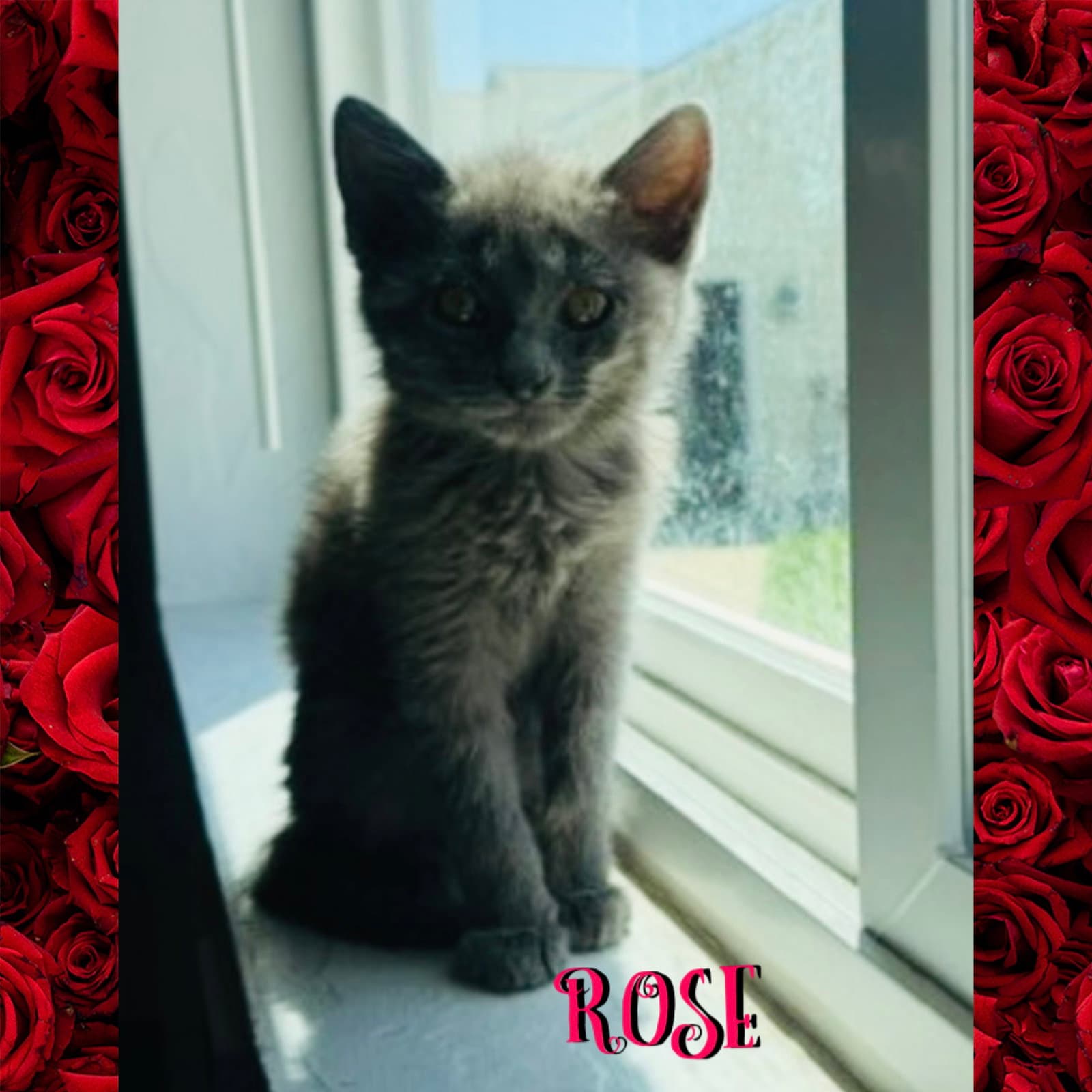 Rose - Domestic Short Hair