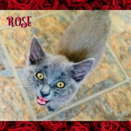 Rose image 2