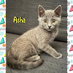 Asha image 1
