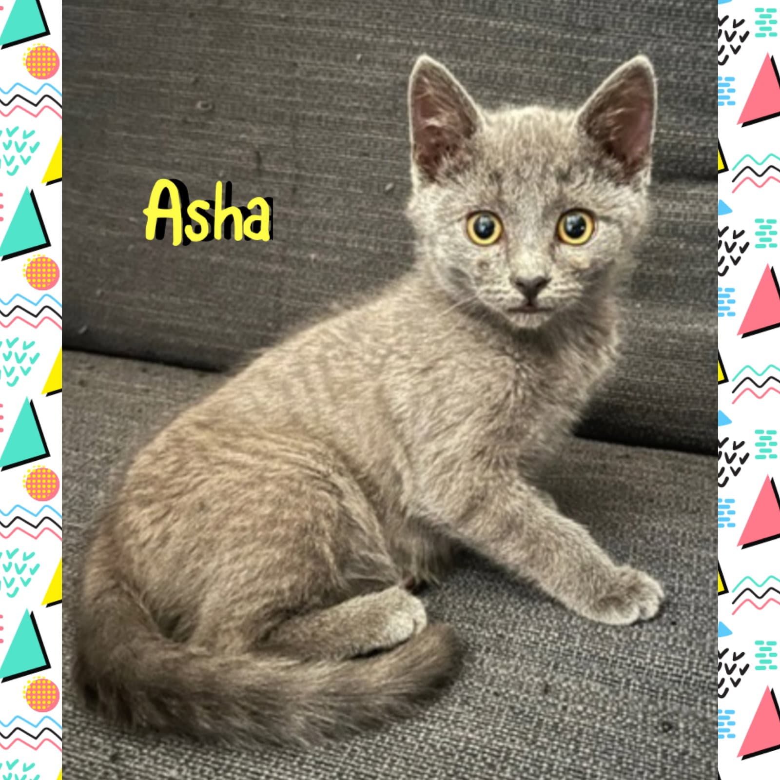 Asha - Domestic Short Hair
