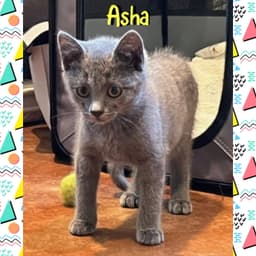 Asha image 2
