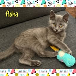 Asha image 3