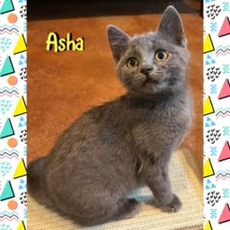 Asha image 4