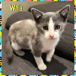 Willa image 1