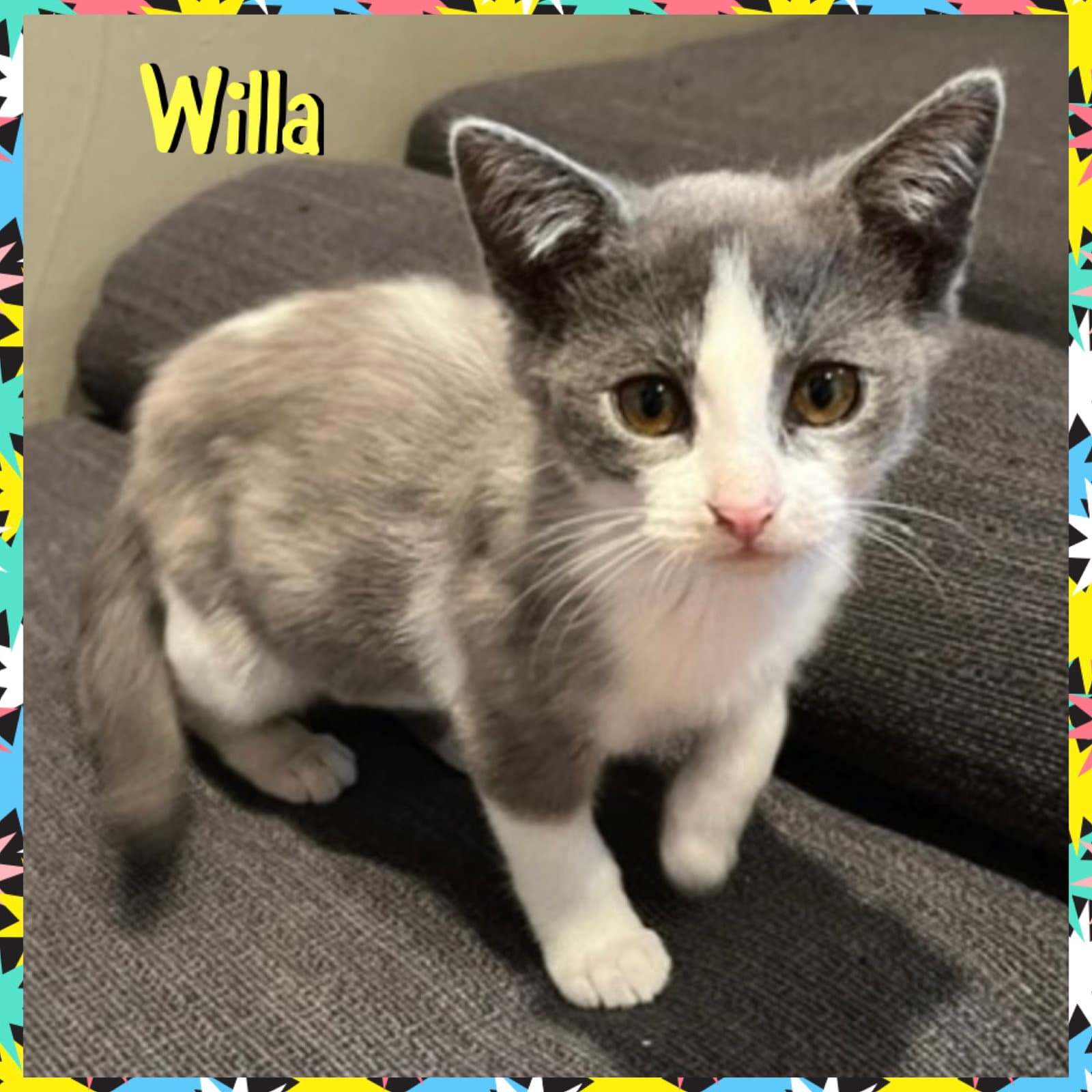 Willa