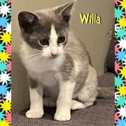Willa image 2