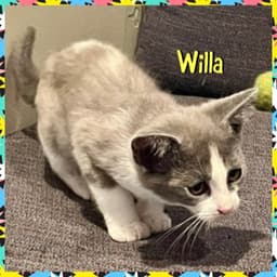 Willa image 3