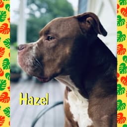 Hazel image 1