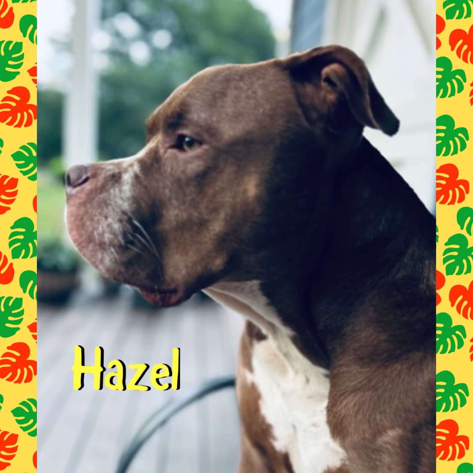 Hazel - American Bulldog