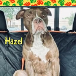 Hazel image 2