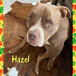 Hazel image 3