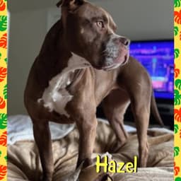 Hazel image 4