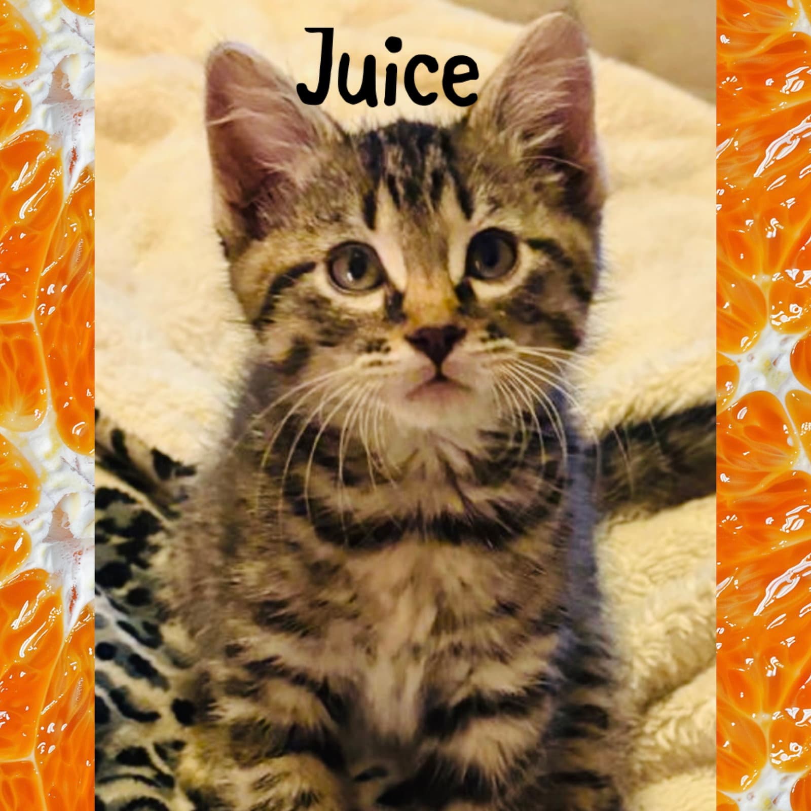 Juice - Domestic Short Hair
