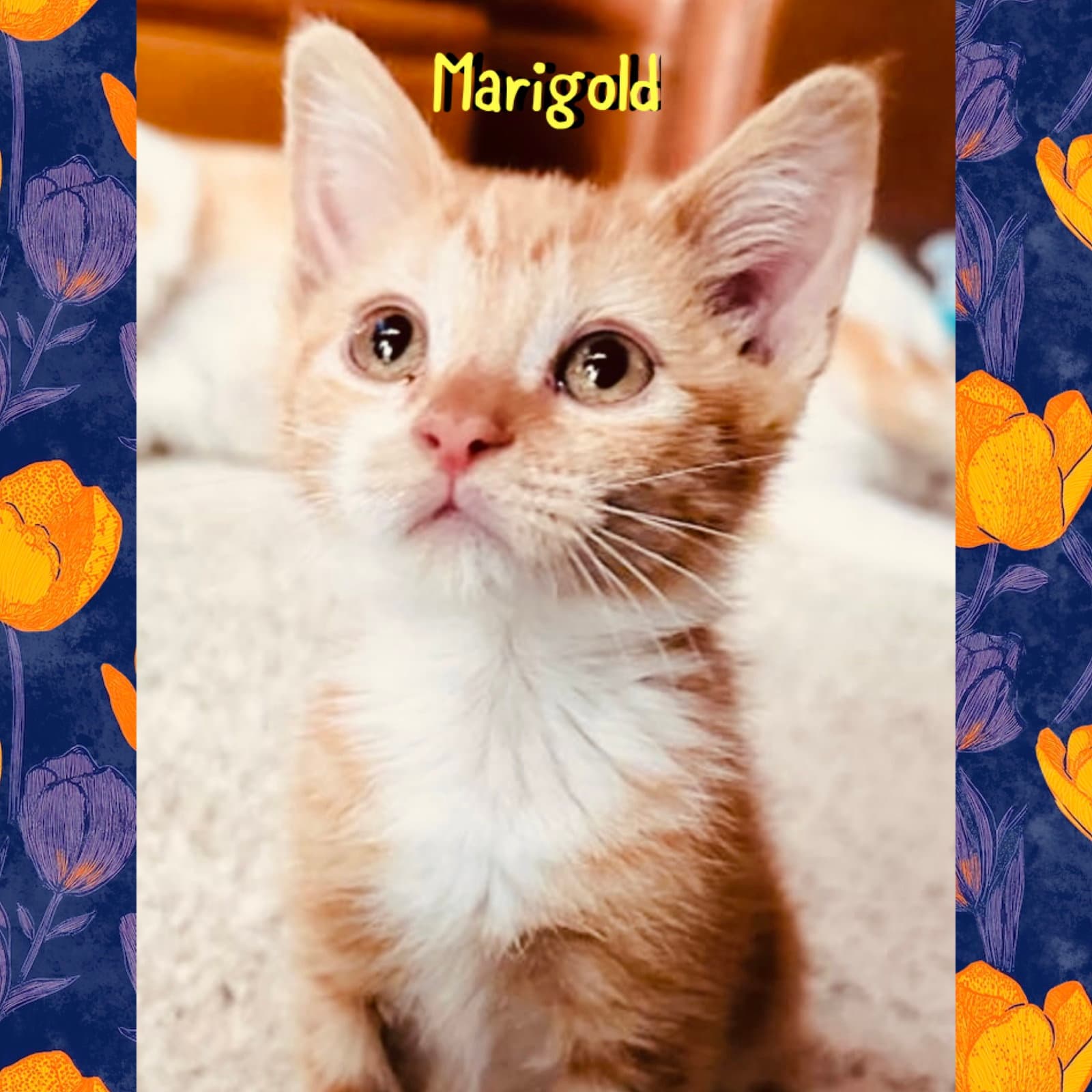 Marigold - Domestic Medium Hair