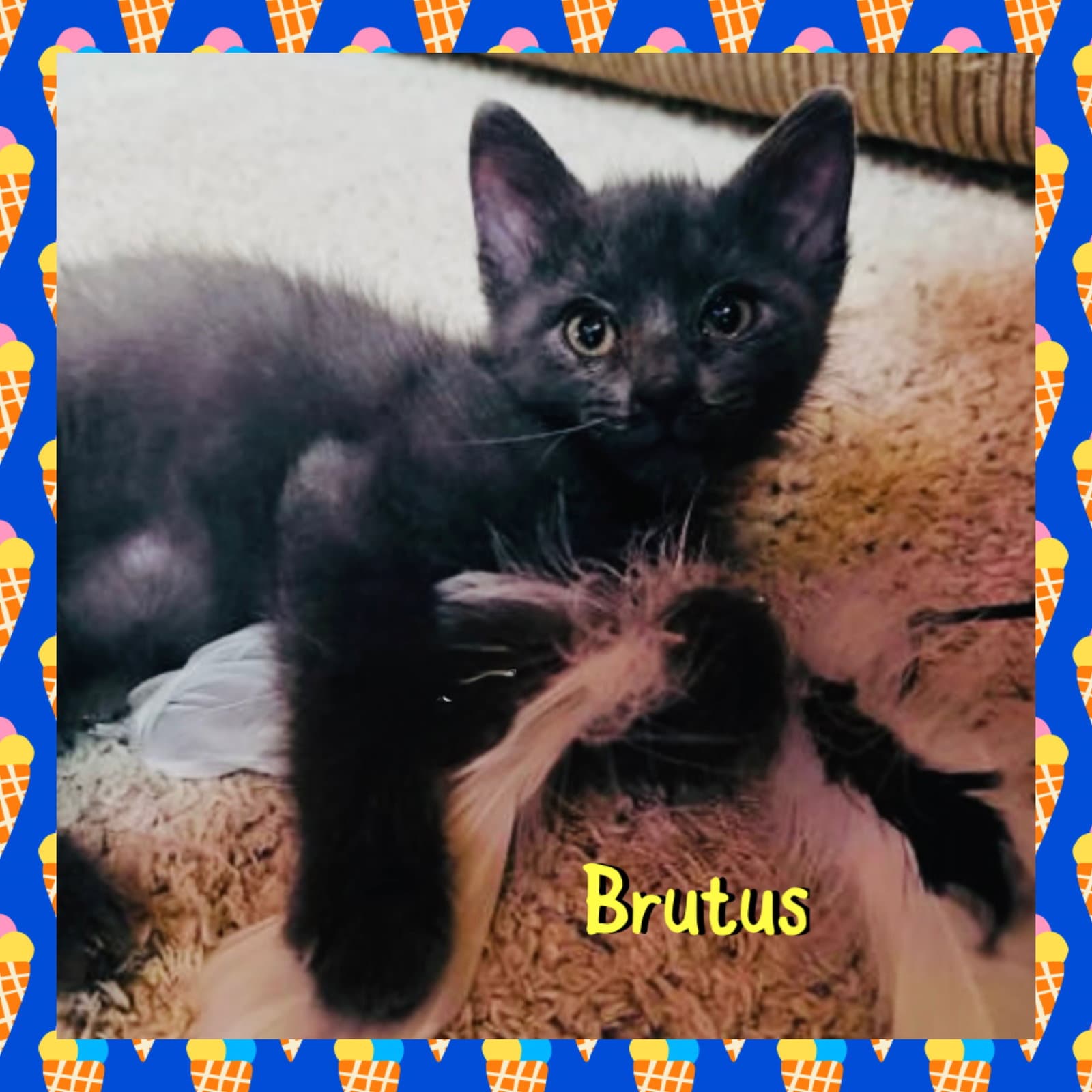 Brutus - Domestic Short Hair