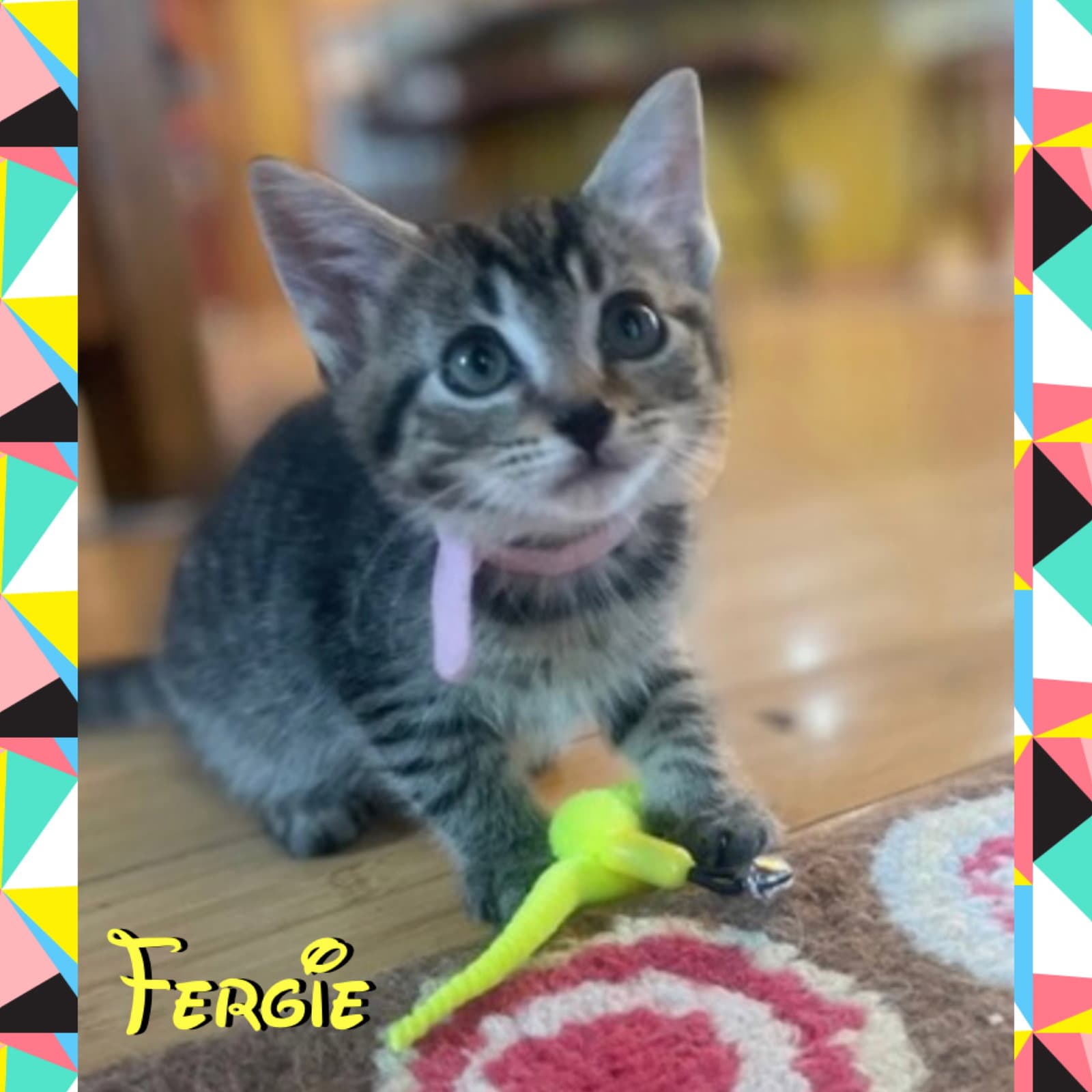 Fergie - Domestic Short Hair