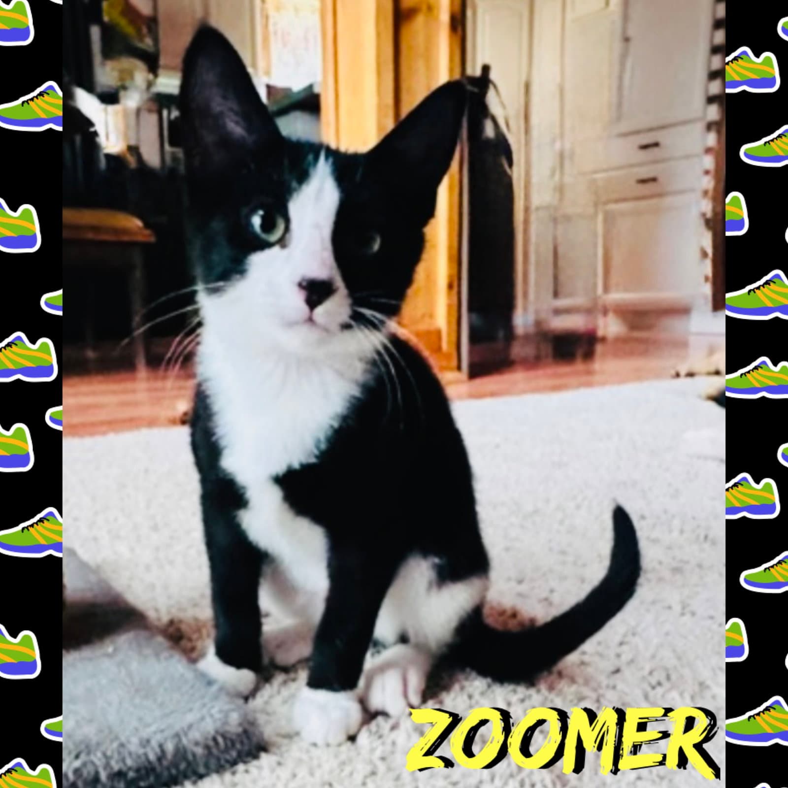 Zoomer - Domestic Short Hair