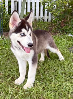 Echo- Wks-Neuter Contract Required- image 1