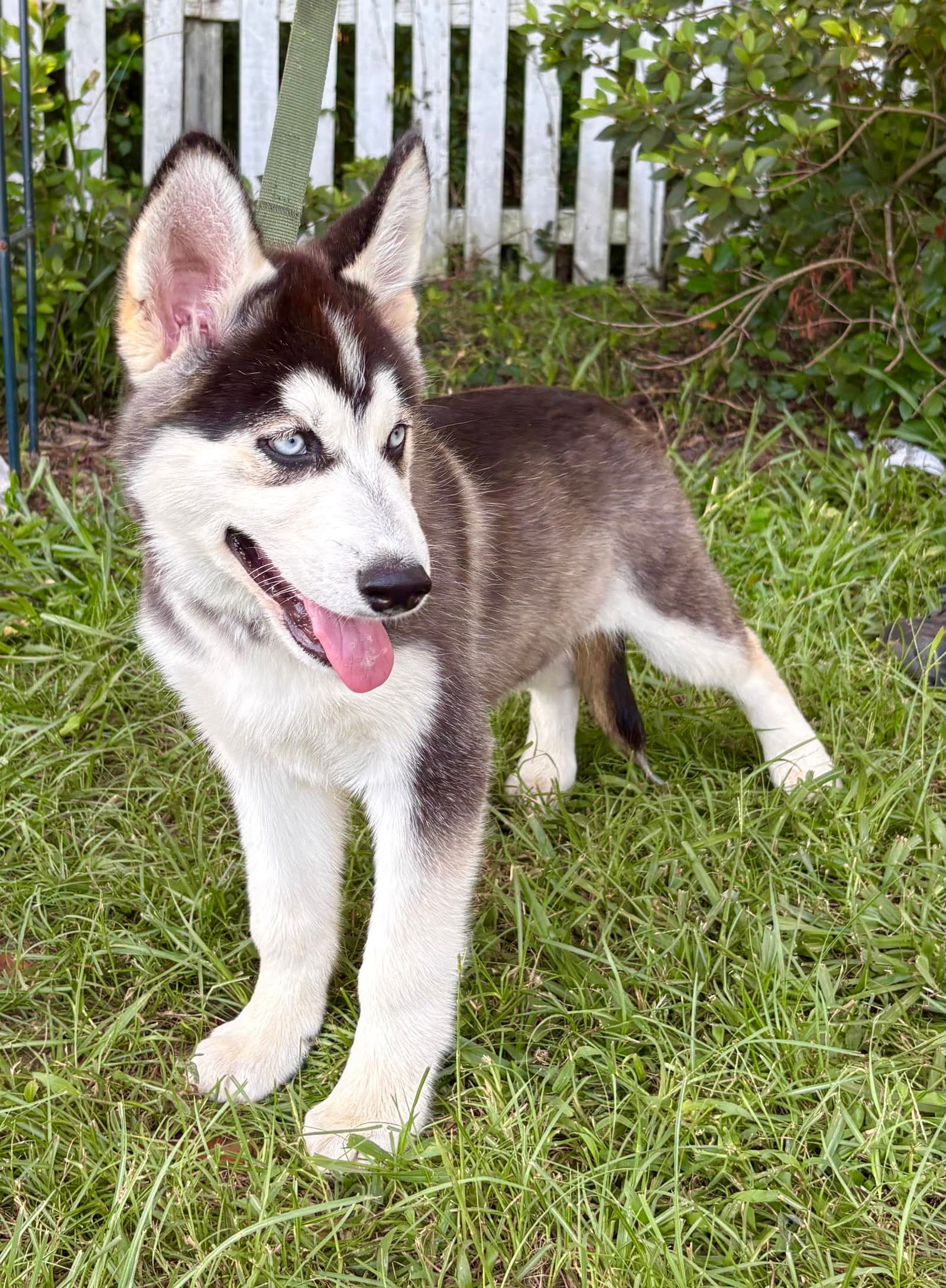 Echo- Wks-Neuter Contract Required- - Husky