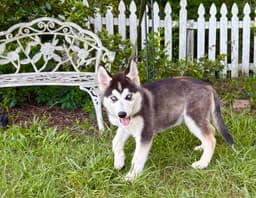 Echo- Wks-Neuter Contract Required- image 2